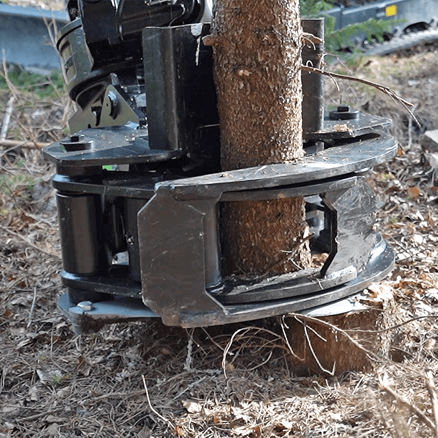 Medžių giliotia - Image 7